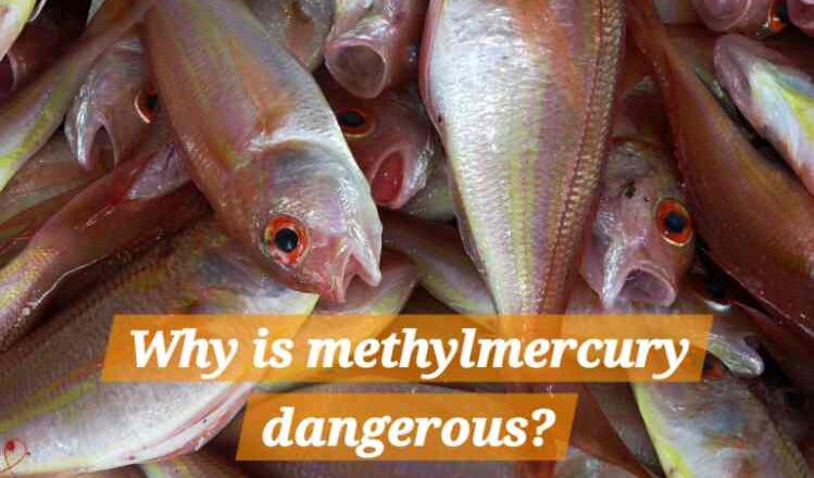 Why is methylmercury dangerous?