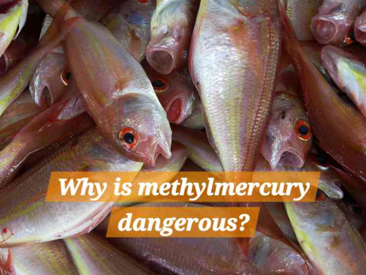 Why is methylmercury dangerous?