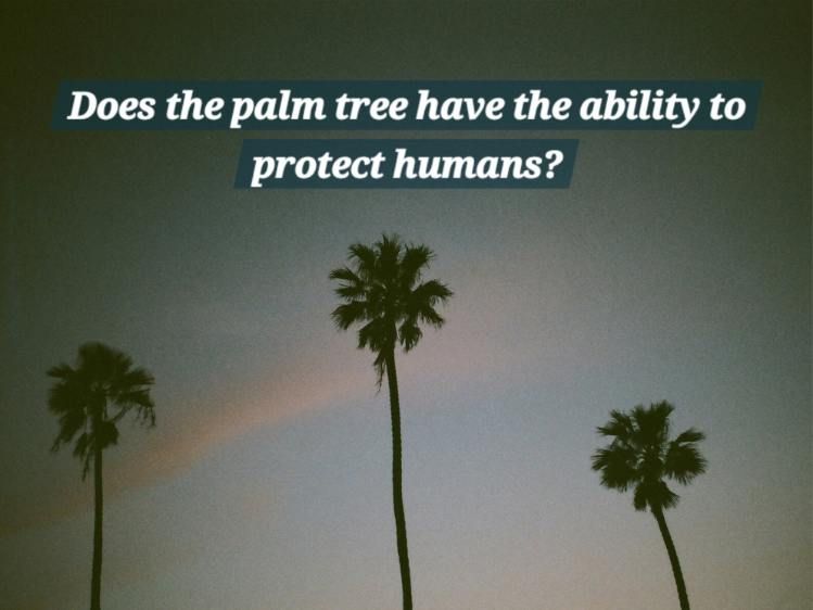 How do palm trees protect from lightning