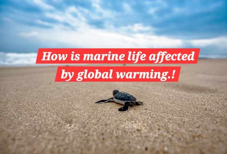 How is marine life affected by global warming